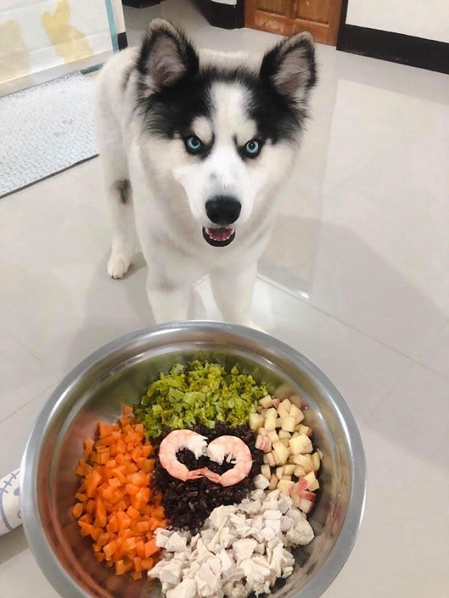 Chế độ dinh dưỡng của chó Husky 