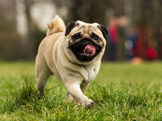 Chó Pug là giống chó cổ có nguồn gốc từ đất nước Trung Quốc