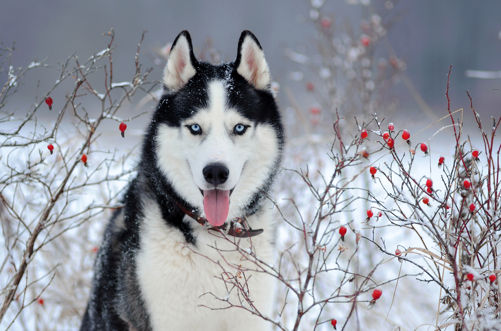 Chó Husky có nguồn gốc từ khu vực Đông Bắc Siberia của nước Nga